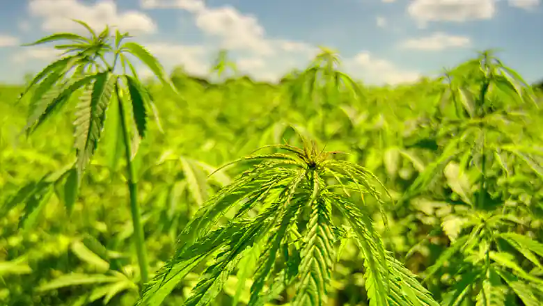 &copy; Neha Dagar / Unsplash 